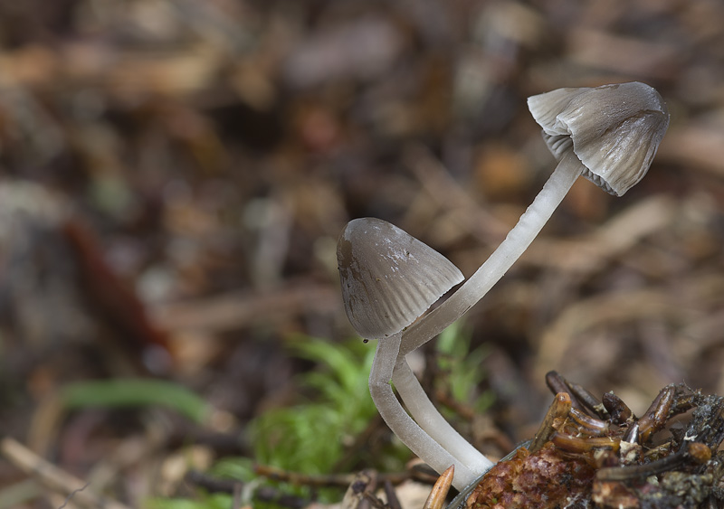 Mycena septentrionalis